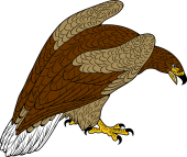 Birds of Prey Clipart image: White-Tailed Sea Eagle
